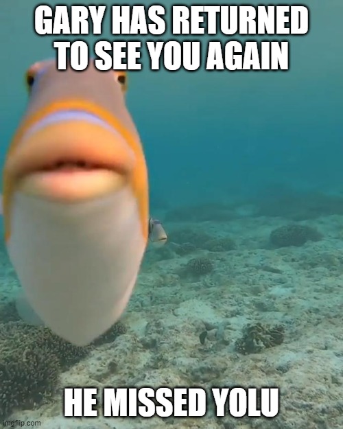 He is back | GARY HAS RETURNED TO SEE YOU AGAIN; HE MISSED YOLU | image tagged in staring fish | made w/ Imgflip meme maker
