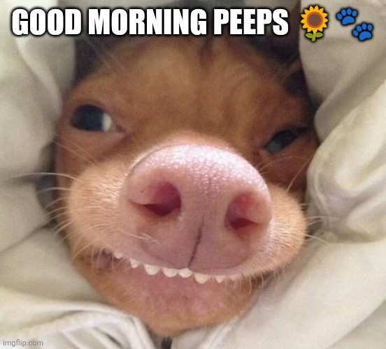 good morning | GOOD MORNING PEEPS 🌻🐾 | image tagged in good morning | made w/ Imgflip meme maker