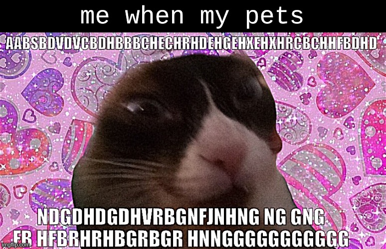 they so skrunkly frfr | me when my pets | image tagged in me when | made w/ Imgflip meme maker