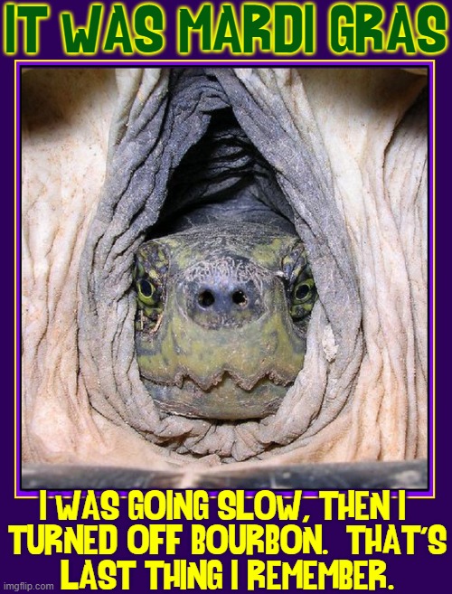 Is it safe to stick my head out? | IT WAS MARDI GRAS; I WAS GOING SLOW, THEN I 
TURNED OFF BOURBON.  THAT'S
LAST THING I REMEMBER. | image tagged in vince vance,i like turtles,mardi gras,turtle meme,funny animal meme,turtles | made w/ Imgflip meme maker