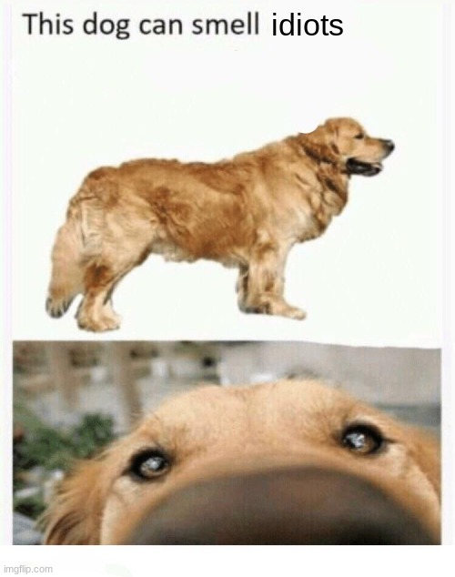 image tagged in this dog can smell | made w/ Imgflip meme maker