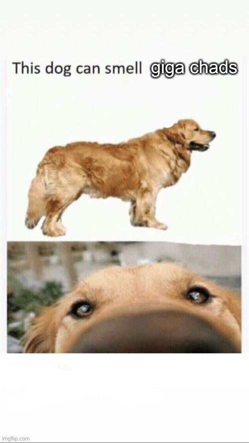 this dog can smell | giga chads | image tagged in this dog can smell | made w/ Imgflip meme maker