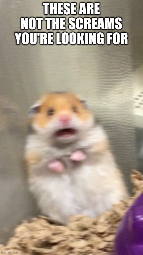 These Aren't The Screams You're Looking For | THESE ARE NOT THE SCREAMS YOU'RE LOOKING FOR | image tagged in hamster,scared hamster,scream,screaming,these aren't the droids you were looking for,droids | made w/ Imgflip meme maker