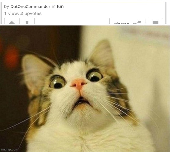 Stuff | image tagged in memes,scared cat | made w/ Imgflip meme maker