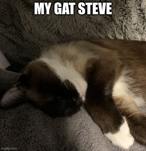 he <3 | MY GAT STEVE | made w/ Imgflip meme maker