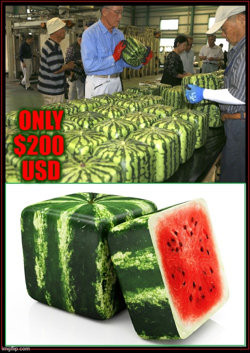 $200US for square melons in Japan. Would you buy one! | ONLY
$200 
USD | image tagged in vince vance,square,watermelon,japanese,memes,produce | made w/ Imgflip meme maker