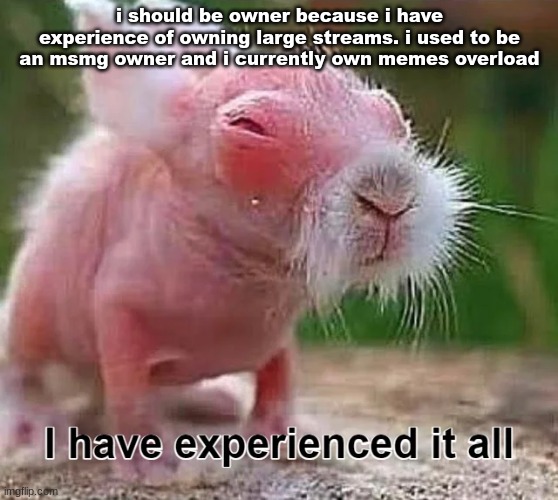 look at me guys (Mod note: nice rabbit) | i should be owner because i have experience of owning large streams. i used to be an msmg owner and i currently own memes overload | image tagged in wise baby rabbit | made w/ Imgflip meme maker