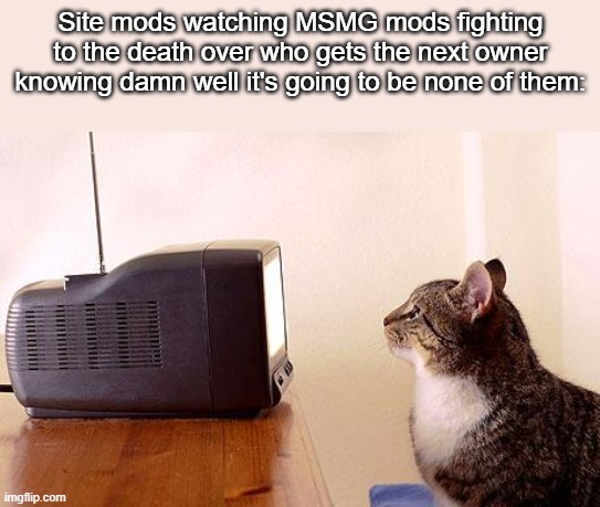 fun | Site mods watching MSMG mods fighting to the death over who gets the next owner knowing damn well it's going to be none of them: | image tagged in cat watching tv | made w/ Imgflip meme maker