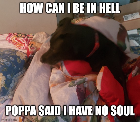 Fitz | HOW CAN I BE IN HELL; POPPA SAID I HAVE NO SOUL | image tagged in smart animals | made w/ Imgflip meme maker