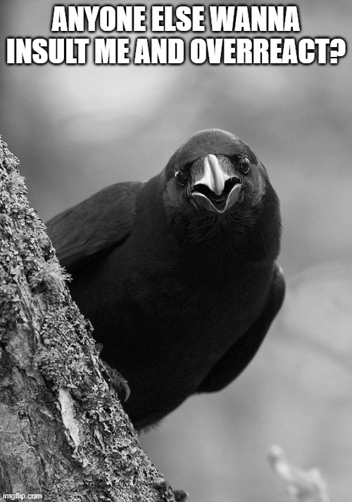 Crow looking around tree trunk | ANYONE ELSE WANNA INSULT ME AND OVERREACT? | image tagged in crow looking around tree trunk | made w/ Imgflip meme maker