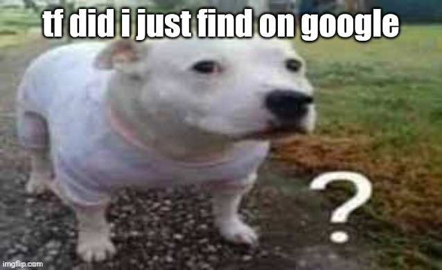 Dog question mark | tf did i just find on google | image tagged in dog question mark | made w/ Imgflip meme maker