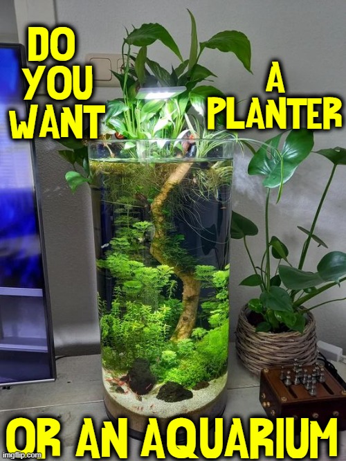 The Question is.... |  DO 
YOU
WANT; A
PLANTER; OR AN AQUARIUM | image tagged in vince vance,aquarium,fish tank,plants,planter,memes | made w/ Imgflip meme maker