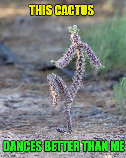 Dances with Cacti |  THIS CACTUS; DANCES BETTER THAN ME | image tagged in cactus,dancing,funny,plants,stupid memes | made w/ Imgflip meme maker