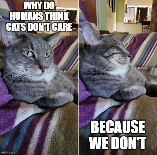 Cat why do humans think cats don't care | WHY DO HUMANS THINK CATS DON'T CARE; BECAUSE WE DON'T | image tagged in funny cats,funny,cats | made w/ Imgflip meme maker