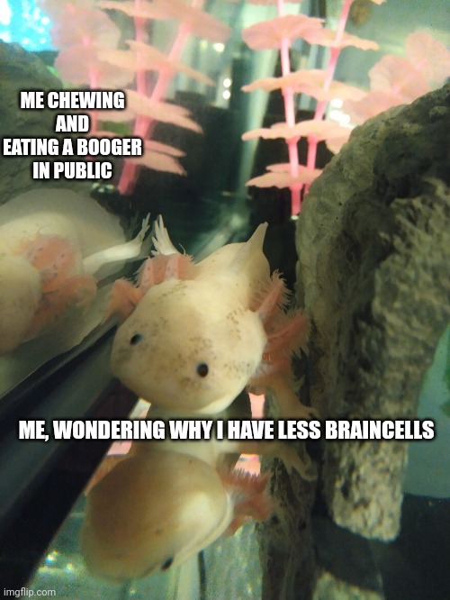 Eheheh | ME CHEWING AND EATING A BOOGER IN PUBLIC; ME, WONDERING WHY I HAVE LESS BRAINCELLS | image tagged in reflection | made w/ Imgflip meme maker