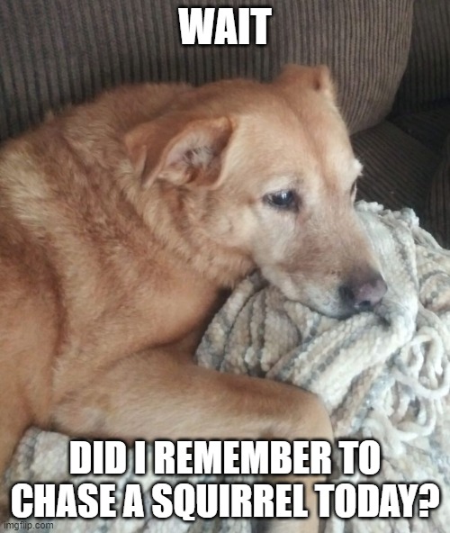 Dog did I remember to chase a squirrel today? |  WAIT; DID I REMEMBER TO CHASE A SQUIRREL TODAY? | image tagged in funny dogs,funny memes,dog,squirrel | made w/ Imgflip meme maker