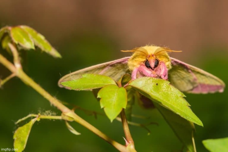 Nature can be terrifying and cute at the same time sometimes | image tagged in animals | made w/ Imgflip meme maker