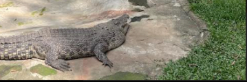 Sleeping croc Blank Meme Template