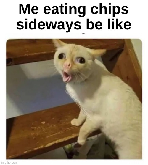 Who tried ? | Me eating chips sideways be like | image tagged in coughing cat | made w/ Imgflip meme maker