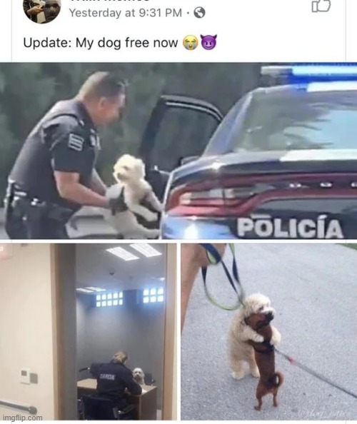 wonderful news lads, the dog is innocent | made w/ Imgflip meme maker