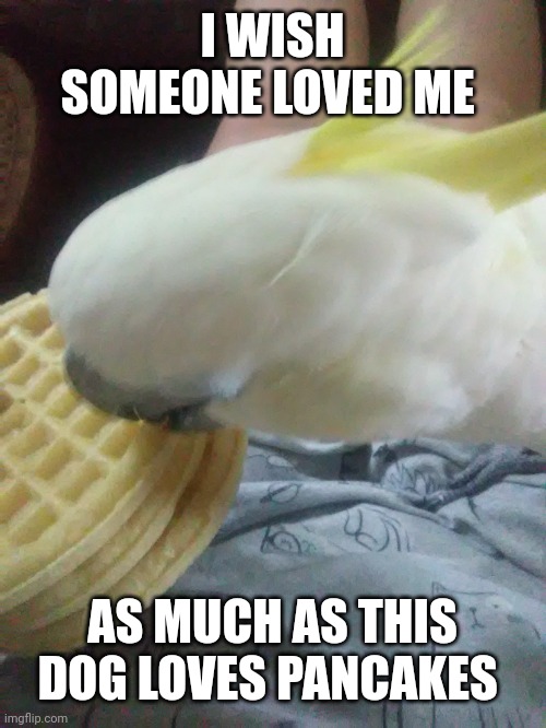 Waffle birb | I WISH SOMEONE LOVED ME; AS MUCH AS THIS DOG LOVES PANCAKES | image tagged in waffle birb | made w/ Imgflip meme maker