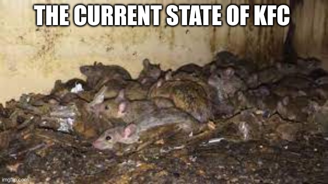 THE CURRENT STATE OF KFC | image tagged in rats | made w/ Imgflip meme maker