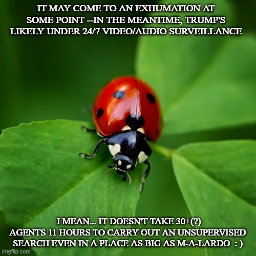 Ladybug | IT MAY COME TO AN EXHUMATION AT SOME POINT --IN THE MEANTIME, TRUMP'S LIKELY UNDER 24/7 VIDEO/AUDIO SURVEILLANCE I MEAN... IT DOESN'T TAKE 3 | image tagged in ladybug | made w/ Imgflip meme maker