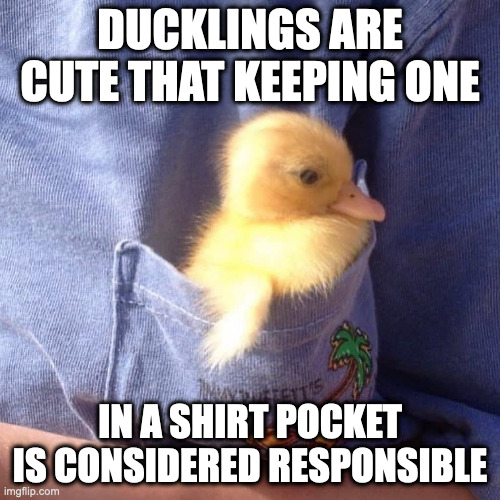 Duckling in Pocket | DUCKLINGS ARE CUTE THAT KEEPING ONE; IN A SHIRT POCKET IS CONSIDERED RESPONSIBLE | image tagged in duck,memes | made w/ Imgflip meme maker