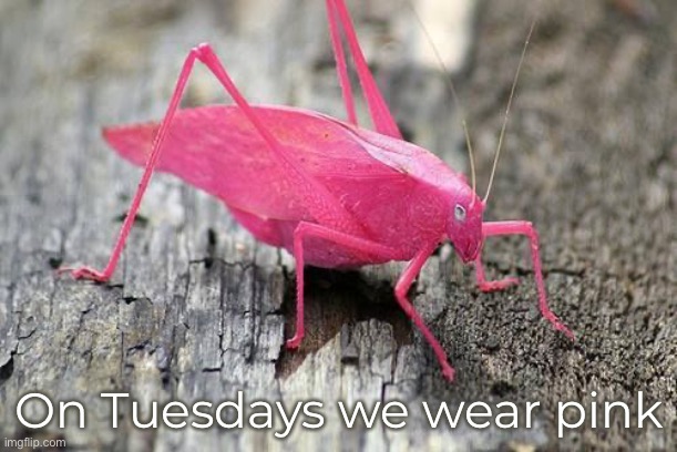 On Tuesdays we wear pink | made w/ Imgflip meme maker