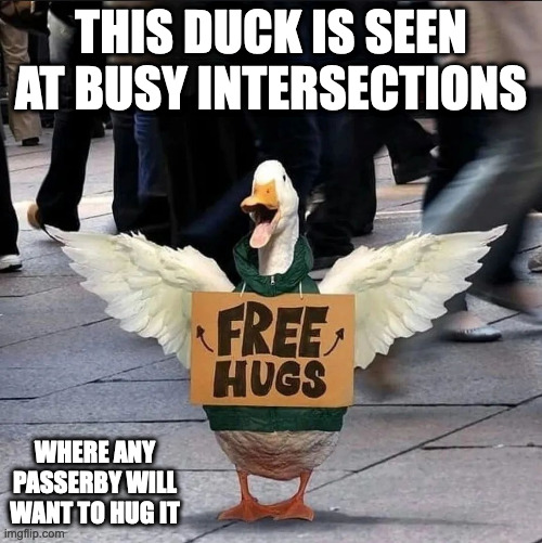 Duck With Free Hug Sign | THIS DUCK IS SEEN AT BUSY INTERSECTIONS; WHERE ANY PASSERBY WILL WANT TO HUG IT | image tagged in duck,memes | made w/ Imgflip meme maker