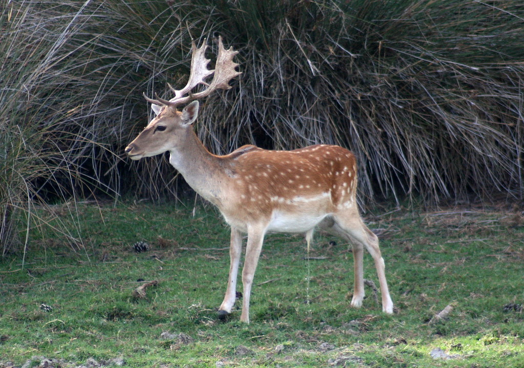 High Quality peeing deer Blank Meme Template