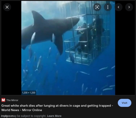 Now thats a bruh moment | image tagged in shark,scuba diving | made w/ Imgflip meme maker