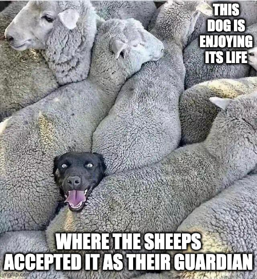 Dog With a Flock of Sheep | THIS DOG IS ENJOYING ITS LIFE; WHERE THE SHEEPS ACCEPTED IT AS THEIR GUARDIAN | image tagged in sheep,dogs,memes | made w/ Imgflip meme maker