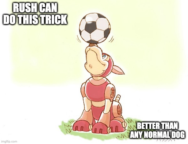Rush Ball-Balancing Act | RUSH CAN DO THIS TRICK; BETTER THAN ANY NORMAL DOG | image tagged in rush,megaman,memes,dogs | made w/ Imgflip meme maker