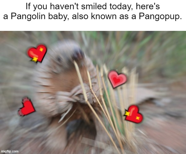 Pangolin meme |  If you haven't smiled today, here's a Pangolin baby, also known as a Pangopup. | image tagged in wholesome | made w/ Imgflip meme maker