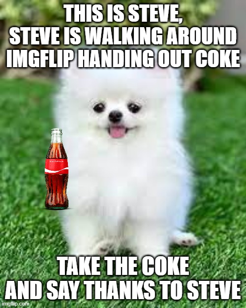 say hi to steve | THIS IS STEVE, STEVE IS WALKING AROUND IMGFLIP HANDING OUT COKE; TAKE THE COKE AND SAY THANKS TO STEVE | image tagged in dogs,coke,steve | made w/ Imgflip meme maker