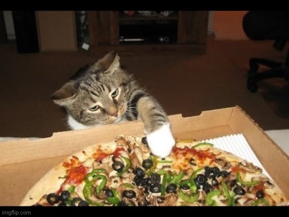 Pizza cat | image tagged in pizza cat | made w/ Imgflip meme maker