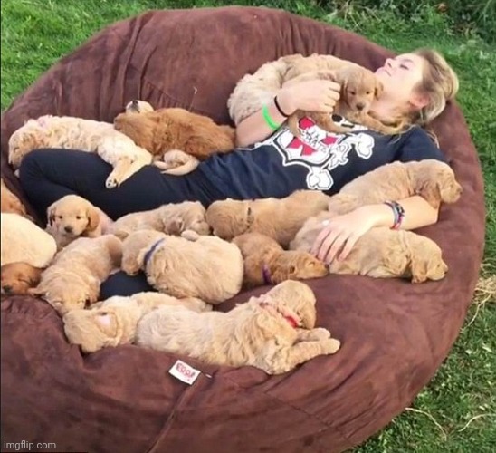 This is what I need | image tagged in girl puppies | made w/ Imgflip meme maker