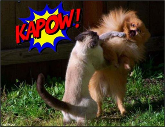 Cat Punches Dog ! | image tagged in cats,fight,dog,kapow | made w/ Imgflip meme maker
