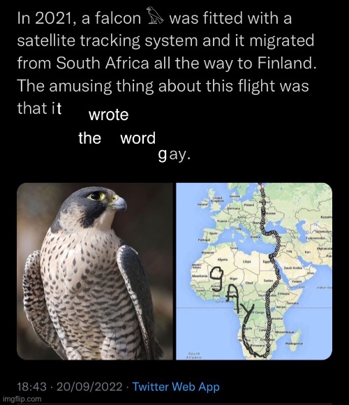 Falcon | image tagged in birds | made w/ Imgflip meme maker