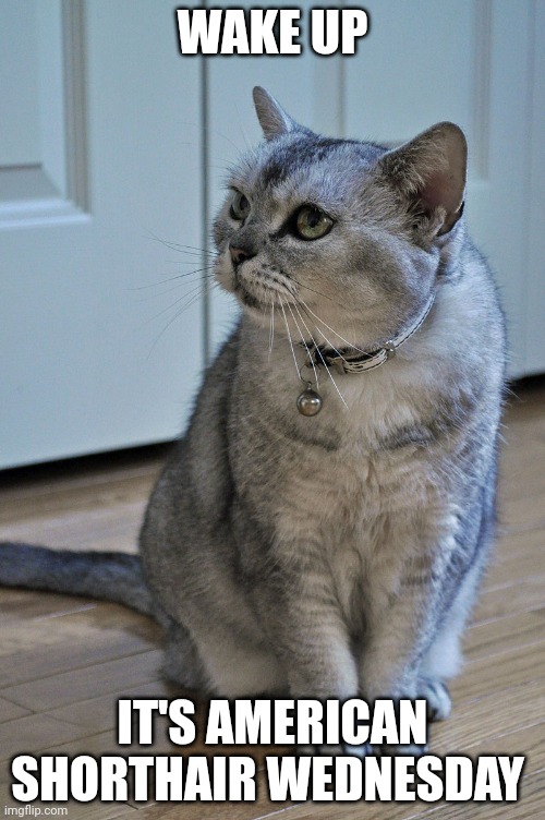 WAKE UP; IT'S AMERICAN SHORTHAIR WEDNESDAY | made w/ Imgflip meme maker