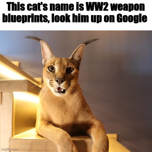 This cat's name is WW2 weapon blueprints, look him up on Google | made w/ Imgflip meme maker