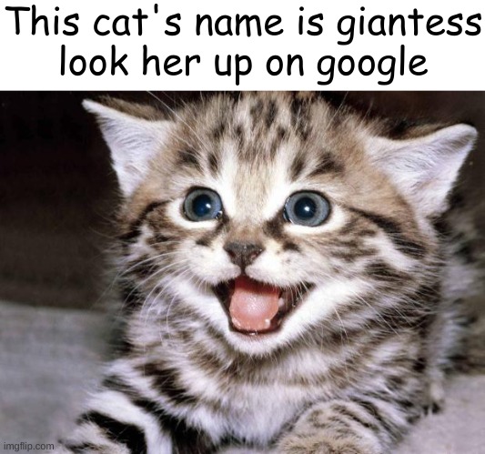 your not actually gonna do it right? | This cat's name is giantess
look her up on google | image tagged in memes,funny,uber cute cat,cat,trend,giantess | made w/ Imgflip meme maker