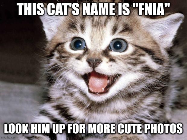 Uber Cute Cat | THIS CAT'S NAME IS "FNIA"; LOOK HIM UP FOR MORE CUTE PHOTOS | image tagged in uber cute cat | made w/ Imgflip meme maker
