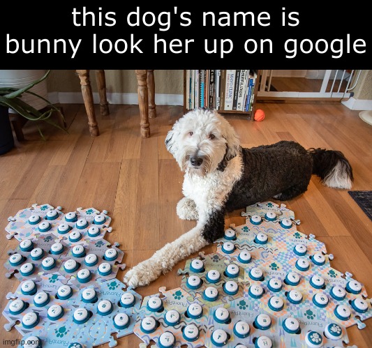 you won't regret it trust me | this dog's name is bunny look her up on google | made w/ Imgflip meme maker