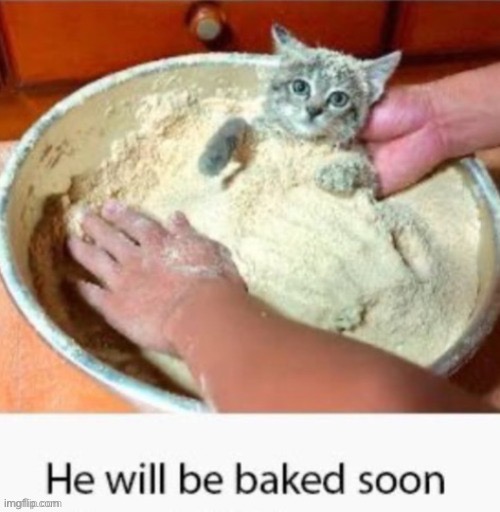 look at this cute cat everyone | image tagged in he will be baked soon | made w/ Imgflip meme maker
