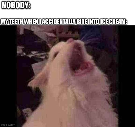 pain | NOBODY:; MY TEETH WHEN I ACCIDENTALLY BITE INTO ICE CREAM: | image tagged in screamin cat,aaaaaaaaaaaaaaaaaaaaa | made w/ Imgflip meme maker