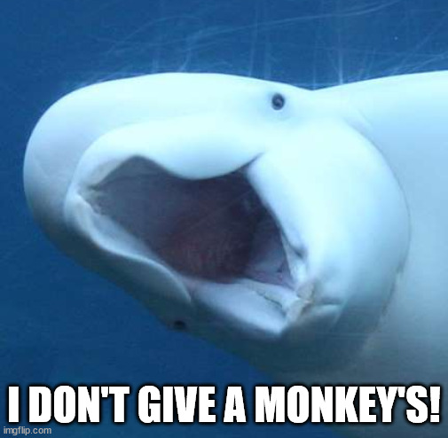 suprised beluga whale | I DON'T GIVE A MONKEY'S! | image tagged in suprised beluga whale | made w/ Imgflip meme maker