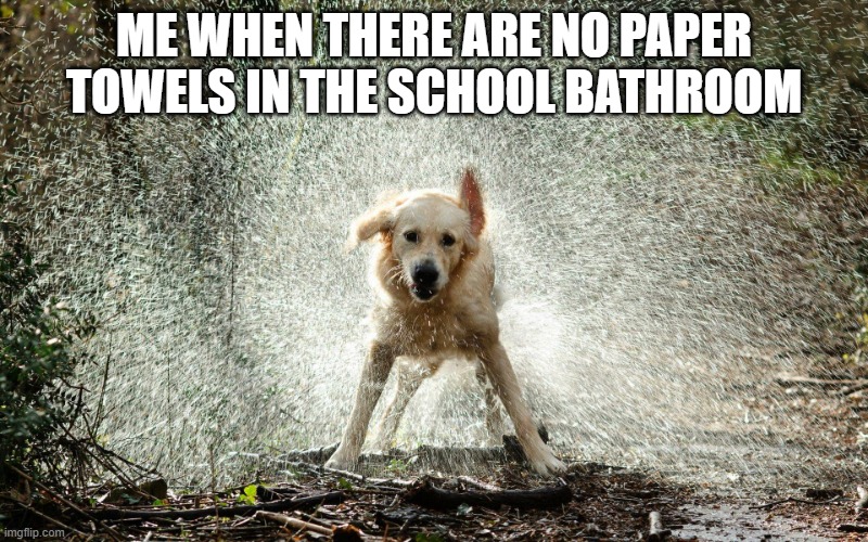 wet dog | ME WHEN THERE ARE NO PAPER TOWELS IN THE SCHOOL BATHROOM | image tagged in wet dog | made w/ Imgflip meme maker