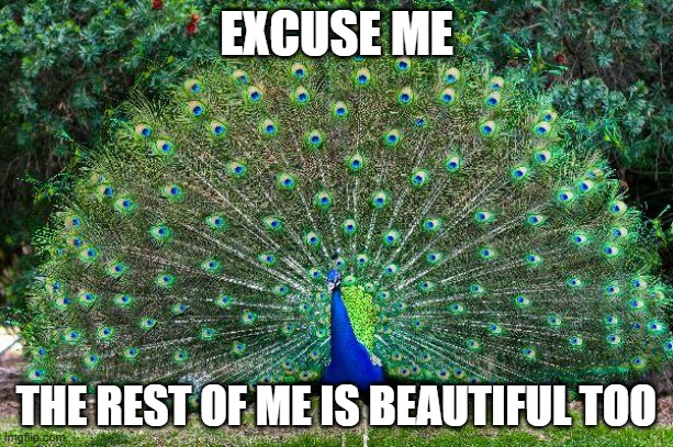 Peacock | EXCUSE ME; THE REST OF ME IS BEAUTIFUL TOO | image tagged in peacock | made w/ Imgflip meme maker